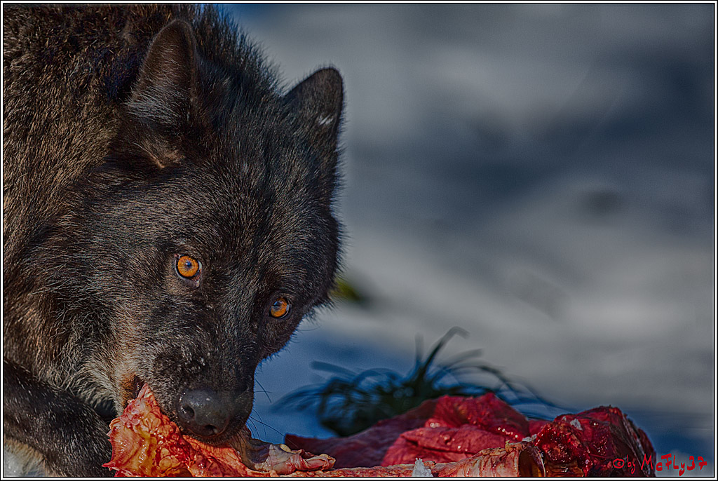 Timberwolf - Polarwolf Kasselburg, 18.02.2018