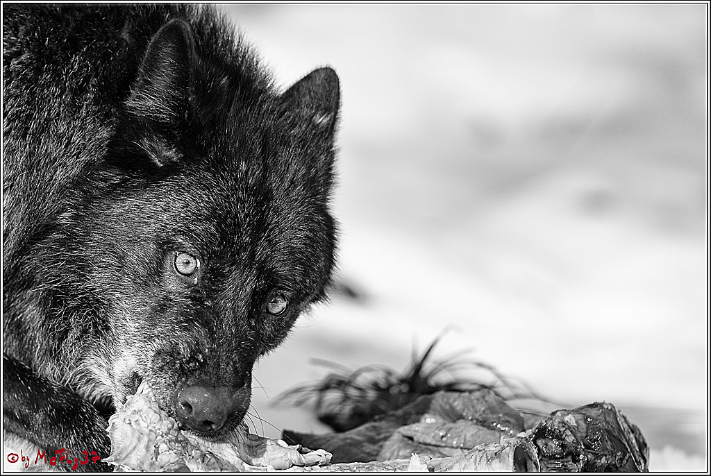 Timberwolf - Polarwolf Kasselburg, 18.02.2018