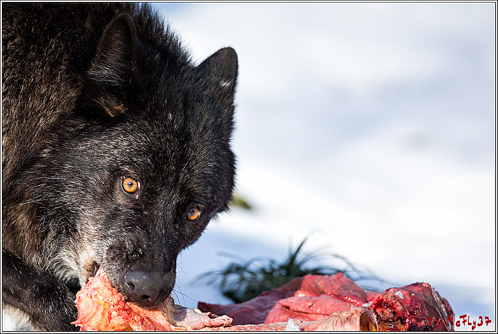 Timberwolf - Polarwolf Kasselburg, 18.02.2018