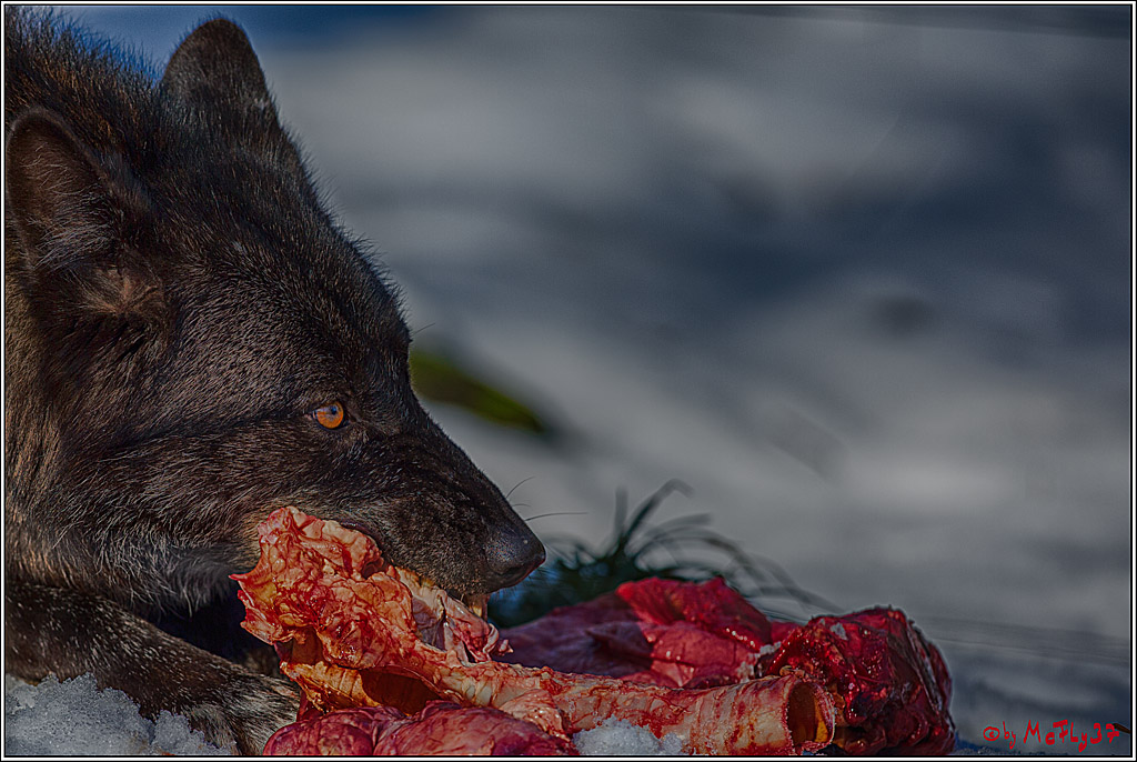 Timberwolf - Polarwolf Kasselburg, 18.02.2018