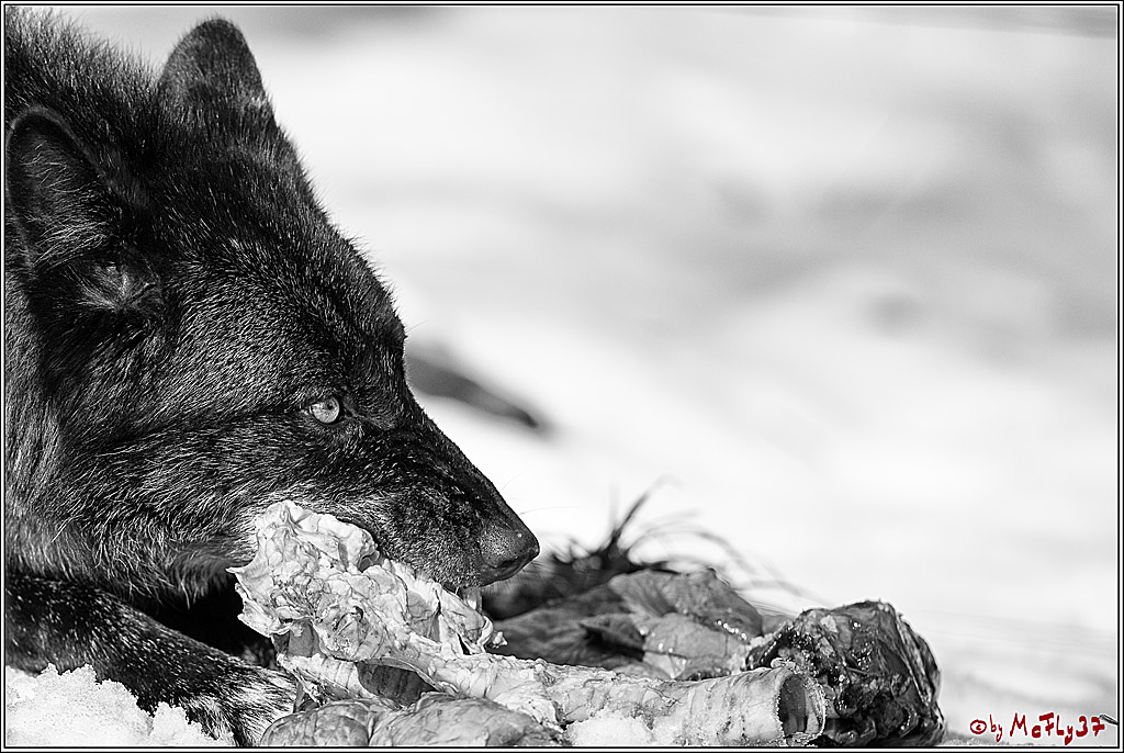 Timberwolf - Polarwolf Kasselburg, 18.02.2018