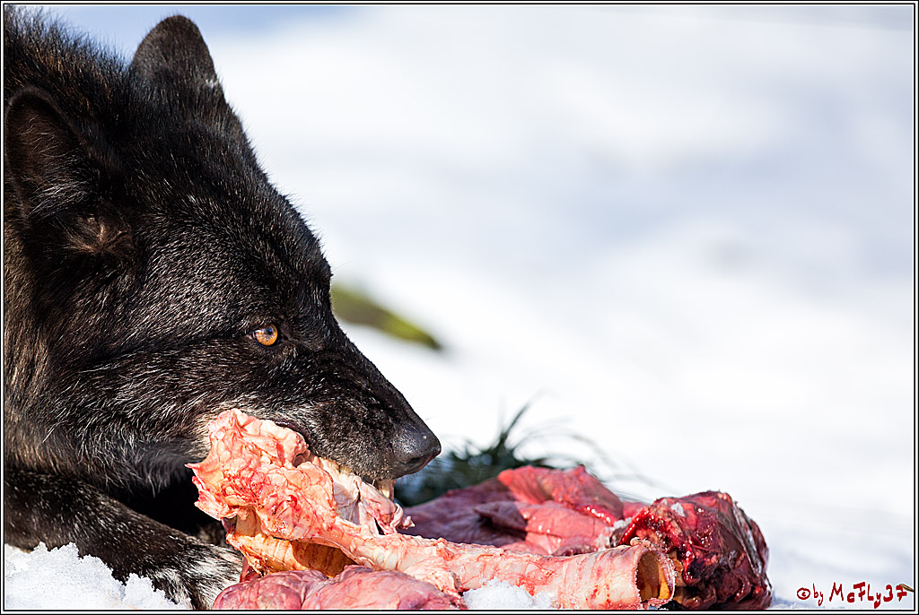 Timberwolf - Polarwolf Kasselburg, 18.02.2018