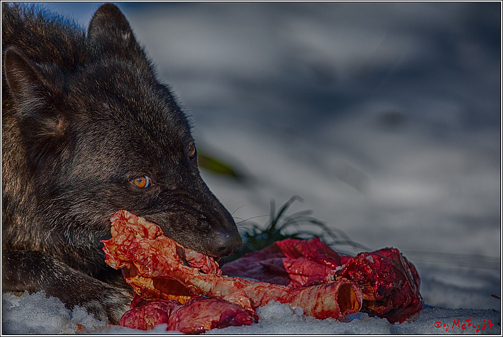 Timberwolf - Polarwolf Kasselburg, 18.02.2018