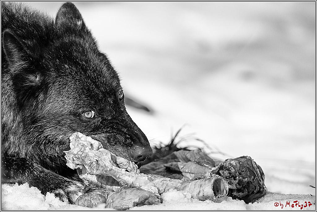 Timberwolf - Polarwolf Kasselburg, 18.02.2018