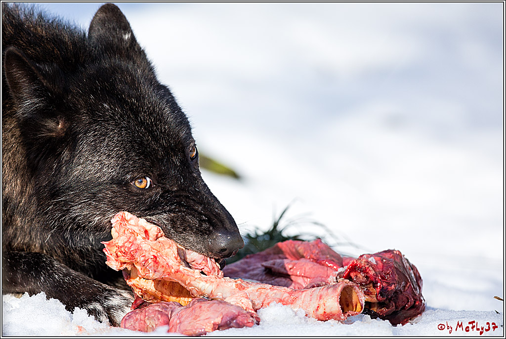 Timberwolf - Polarwolf Kasselburg, 18.02.2018