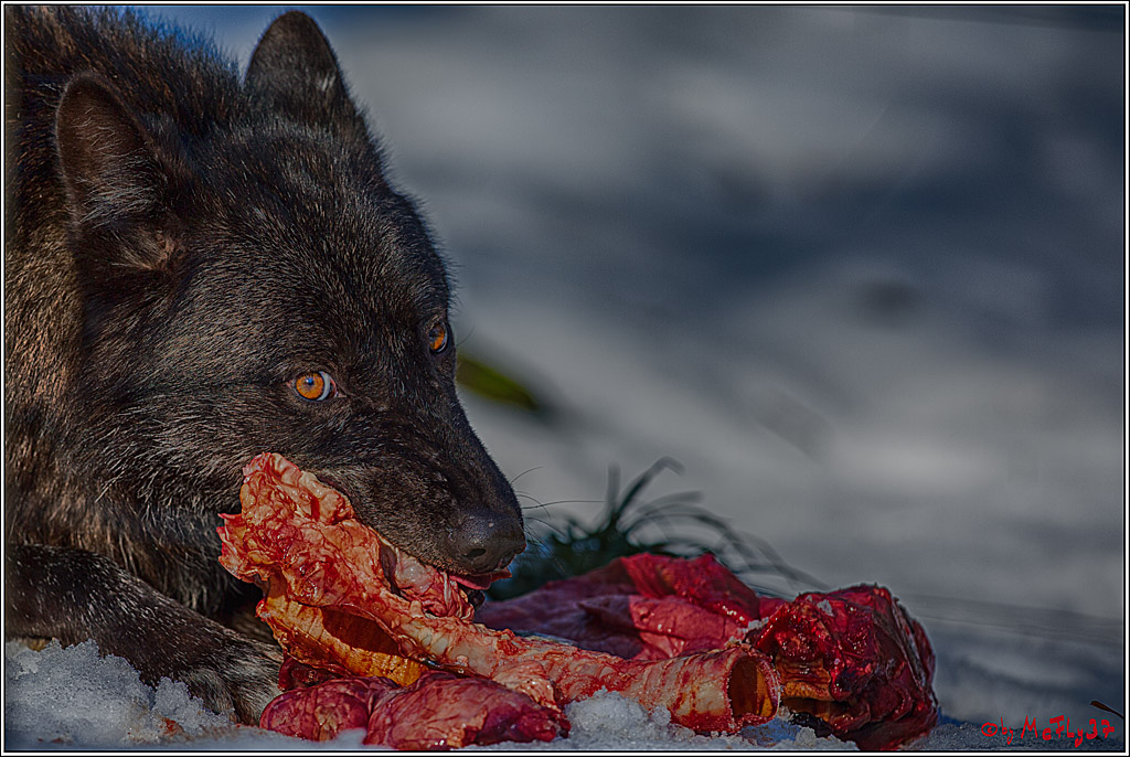 Timberwolf - Polarwolf Kasselburg, 18.02.2018