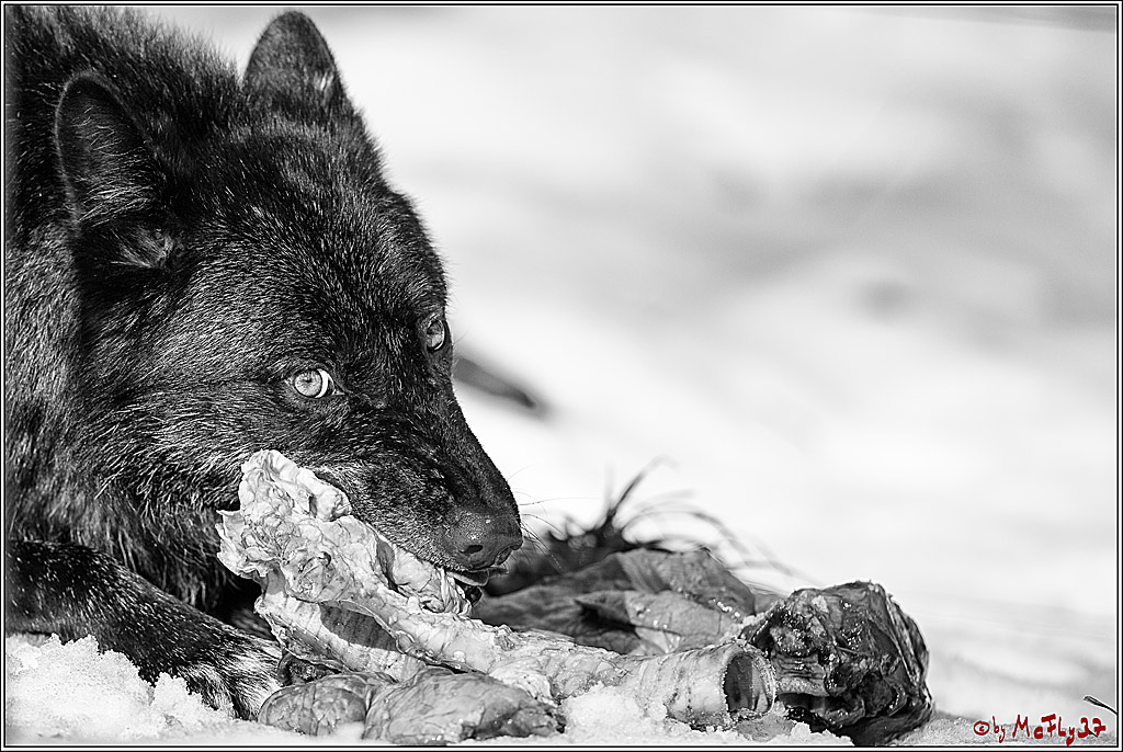 Timberwolf - Polarwolf Kasselburg, 18.02.2018