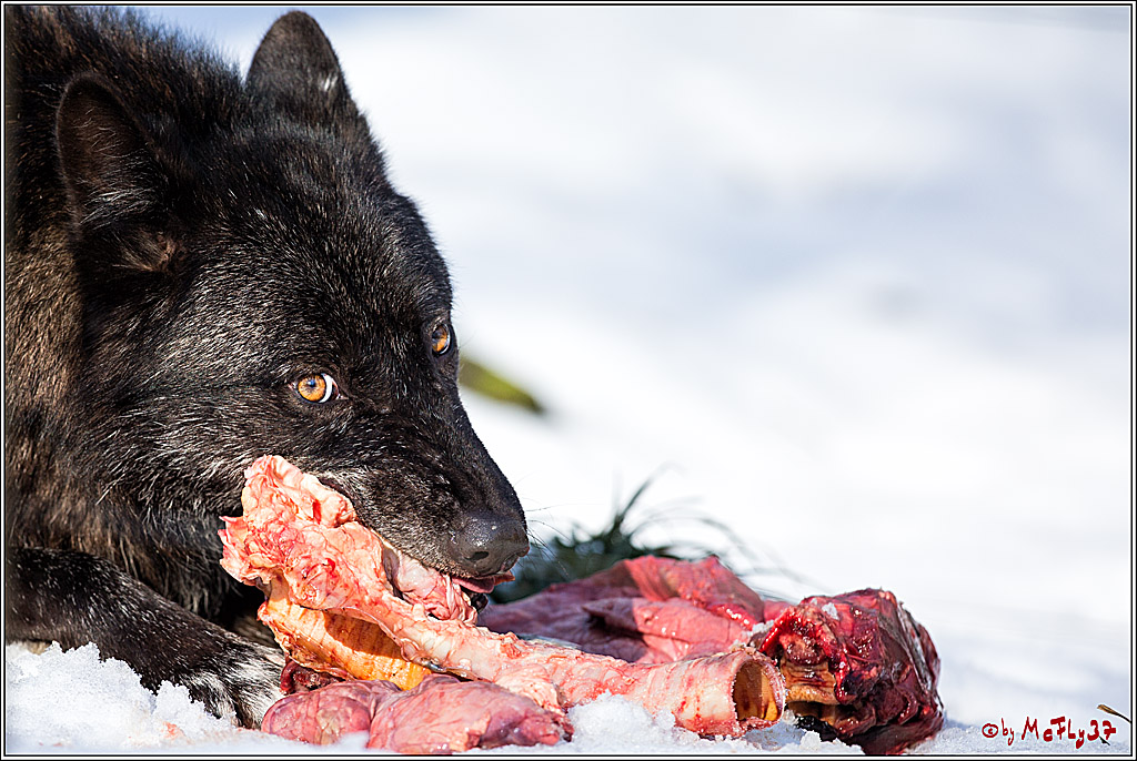 Timberwolf - Polarwolf Kasselburg, 18.02.2018