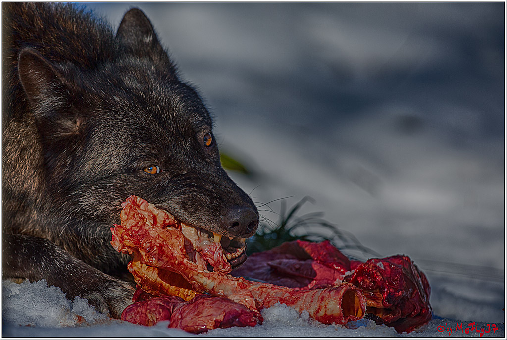 Timberwolf - Polarwolf Kasselburg, 18.02.2018