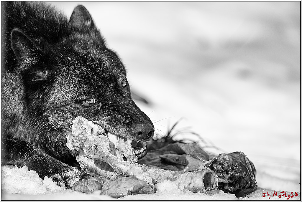 Timberwolf - Polarwolf Kasselburg, 18.02.2018