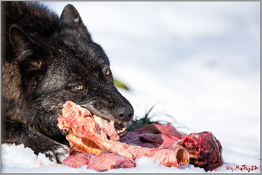 Timberwolf - Polarwolf Kasselburg, 18.02.2018