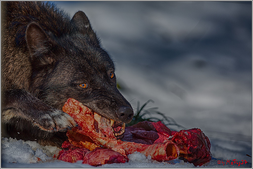 Timberwolf - Polarwolf Kasselburg, 18.02.2018