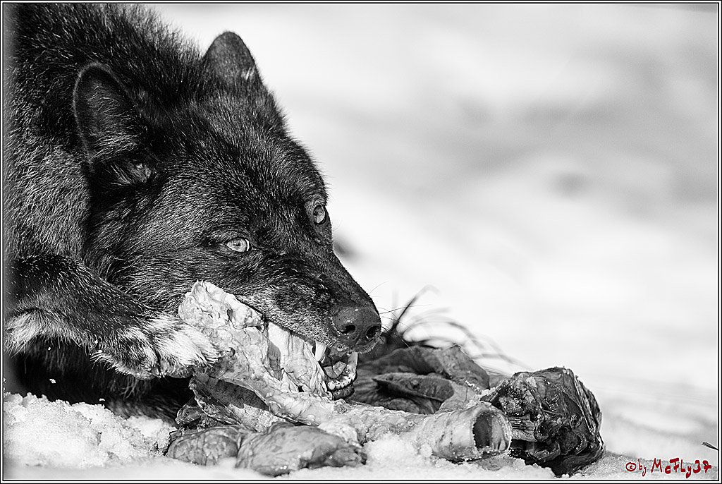 Timberwolf - Polarwolf Kasselburg, 18.02.2018