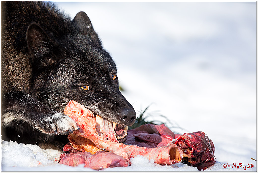 Timberwolf - Polarwolf Kasselburg, 18.02.2018