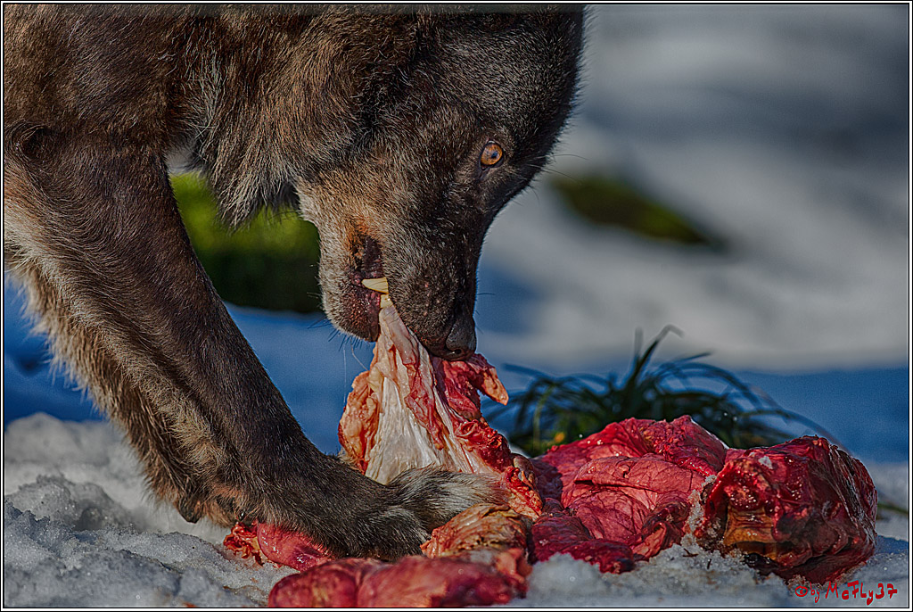 Timberwolf - Polarwolf Kasselburg, 18.02.2018