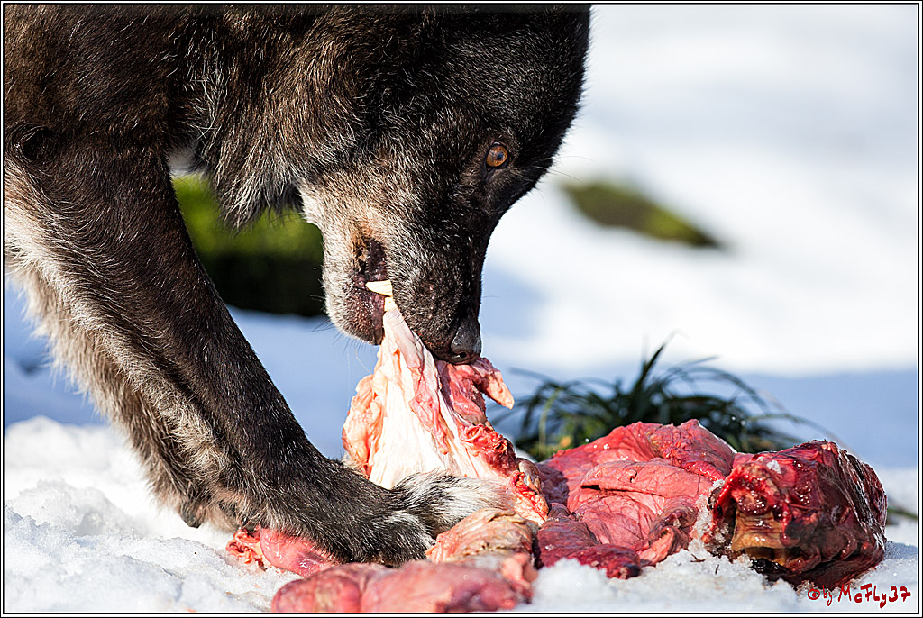 Timberwolf - Polarwolf Kasselburg, 18.02.2018