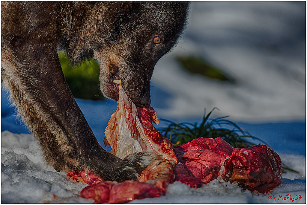 Timberwolf - Polarwolf Kasselburg, 18.02.2018