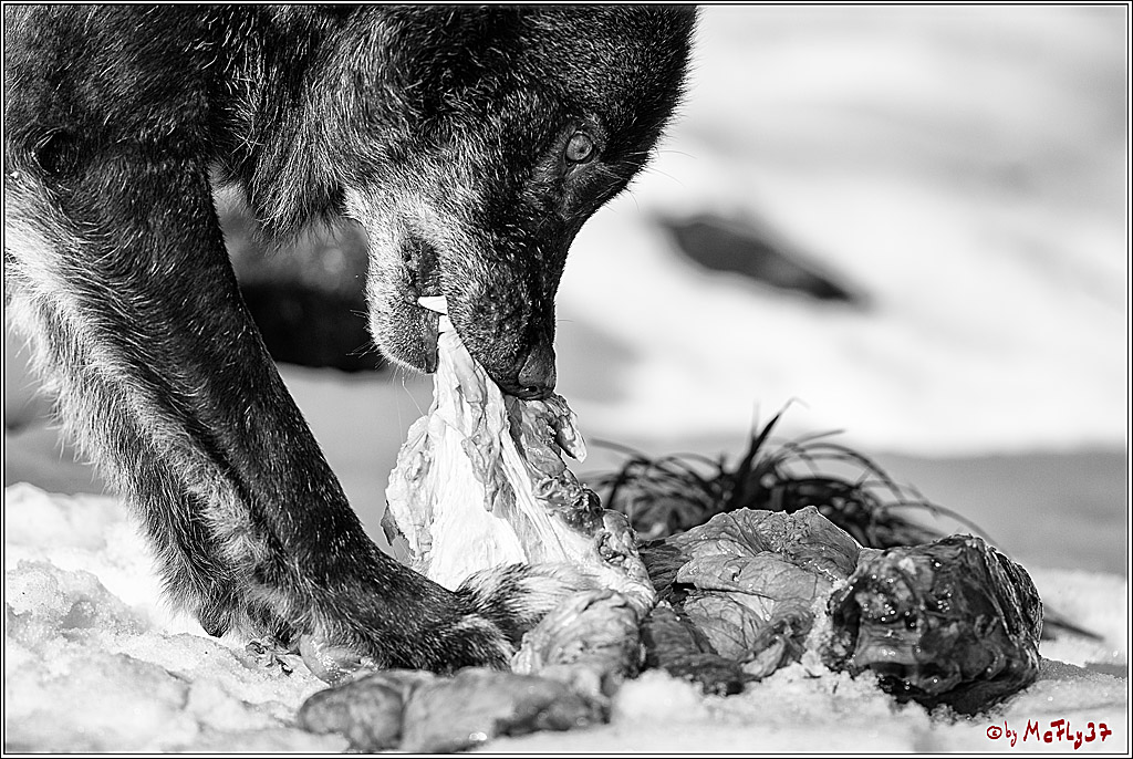 Timberwolf - Polarwolf Kasselburg, 18.02.2018
