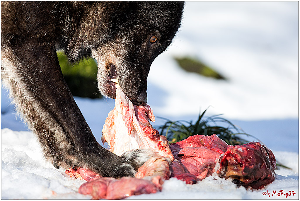 Timberwolf - Polarwolf Kasselburg, 18.02.2018