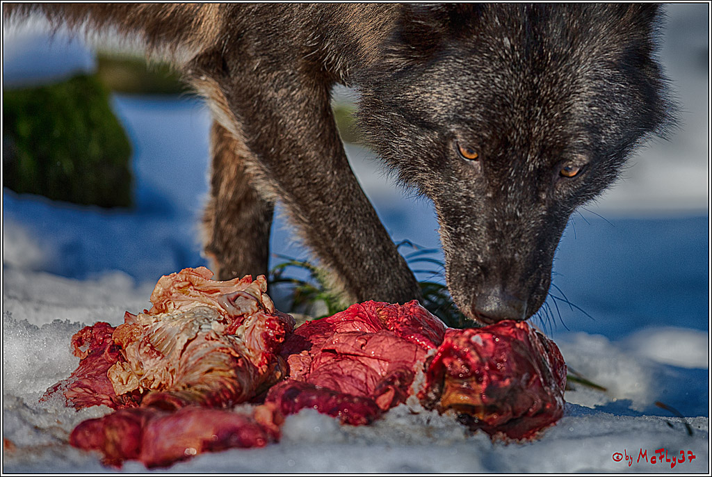 Timberwolf - Polarwolf Kasselburg, 18.02.2018