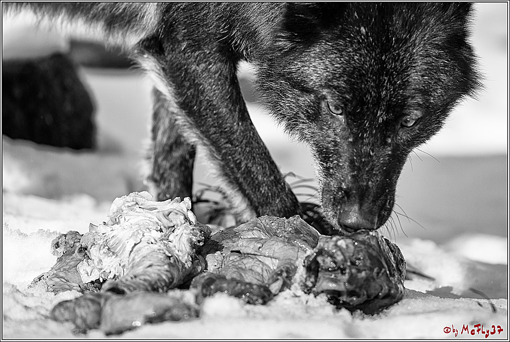 Timberwolf - Polarwolf Kasselburg, 18.02.2018