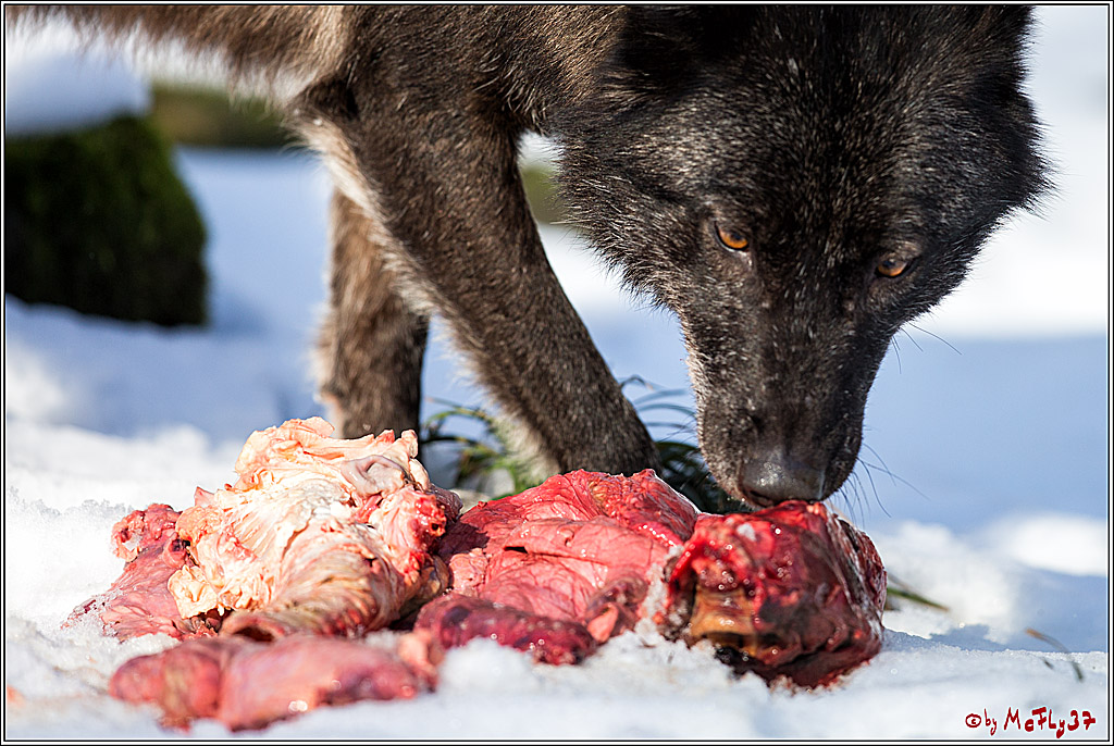 Timberwolf - Polarwolf Kasselburg, 18.02.2018