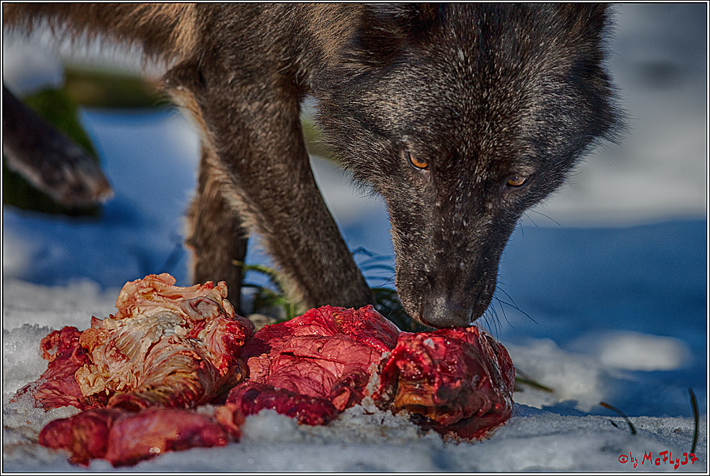 Timberwolf - Polarwolf Kasselburg, 18.02.2018