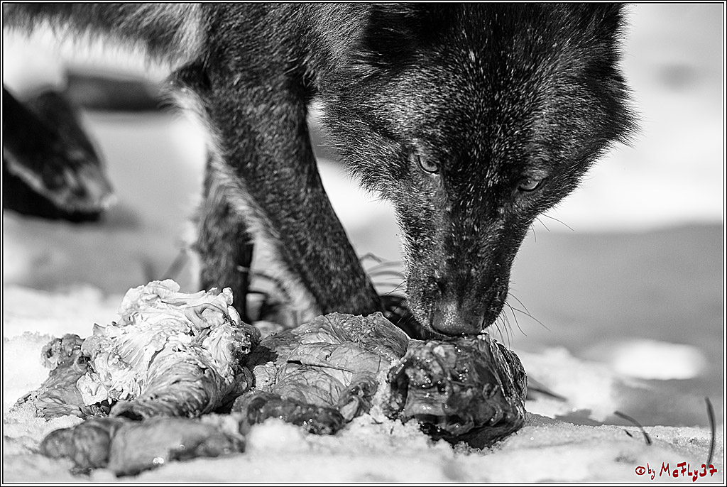 Timberwolf - Polarwolf Kasselburg, 18.02.2018