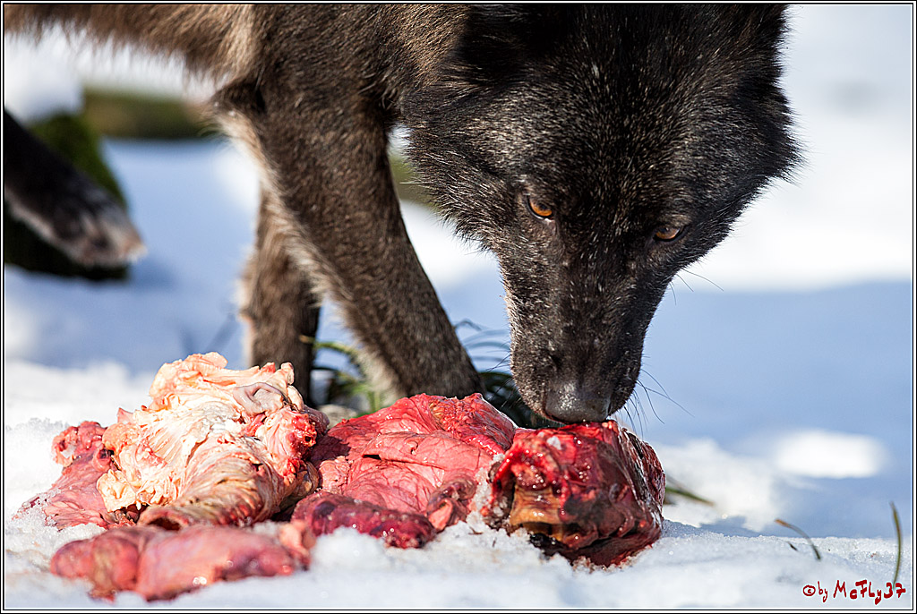 Timberwolf - Polarwolf Kasselburg, 18.02.2018