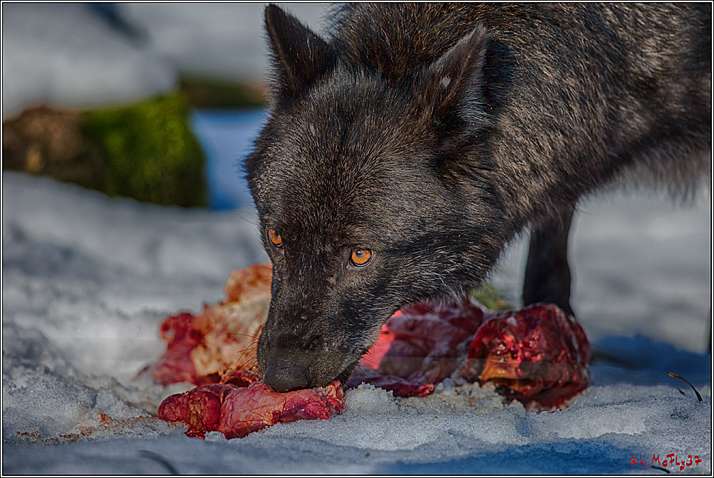 Timberwolf - Polarwolf Kasselburg, 18.02.2018