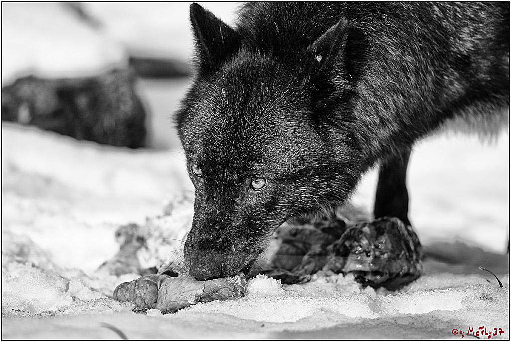 Timberwolf - Polarwolf Kasselburg, 18.02.2018