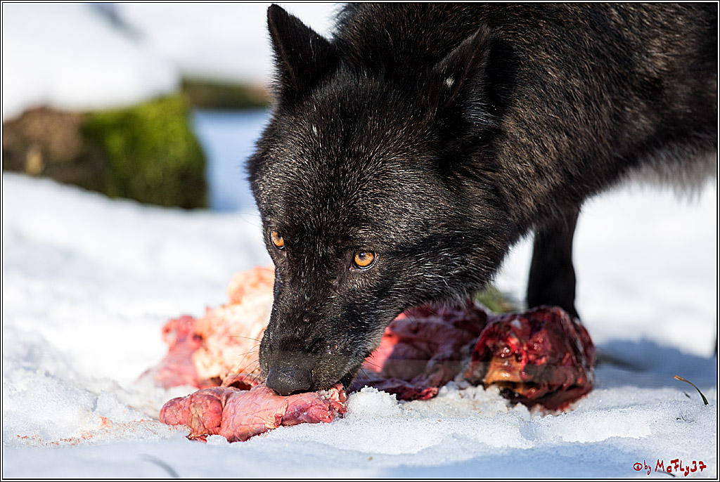 Timberwolf - Polarwolf Kasselburg, 18.02.2018
