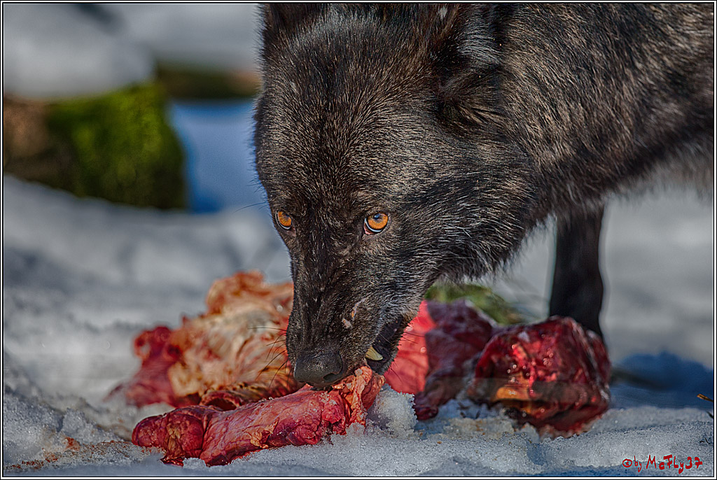 Timberwolf - Polarwolf Kasselburg, 18.02.2018