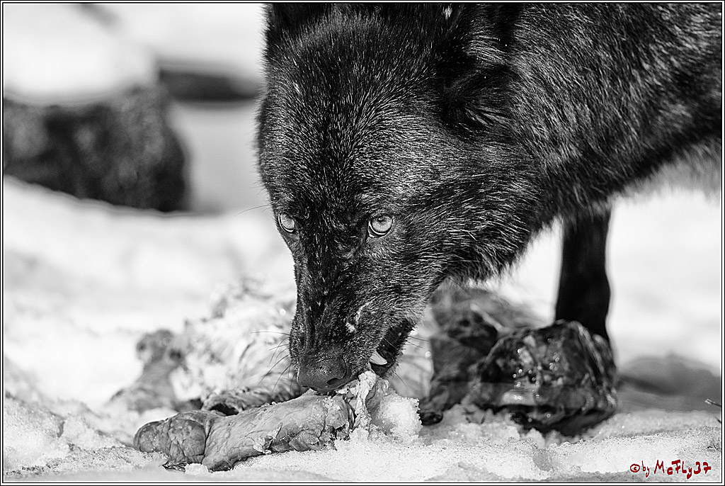 Timberwolf - Polarwolf Kasselburg, 18.02.2018