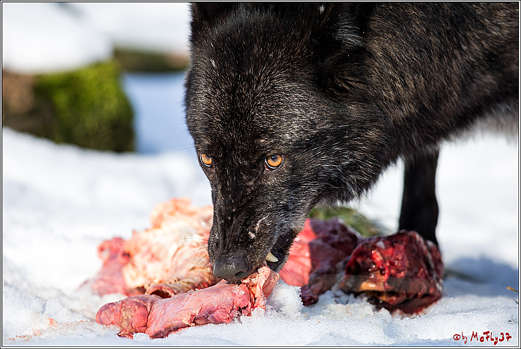 Timberwolf - Polarwolf Kasselburg, 18.02.2018