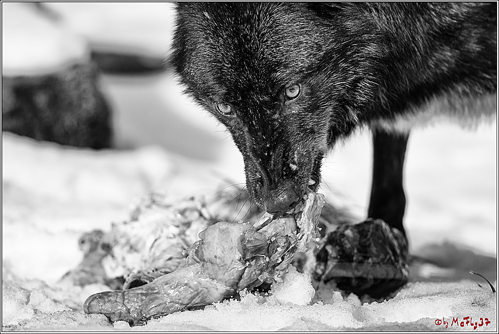 Timberwolf - Polarwolf Kasselburg, 18.02.2018