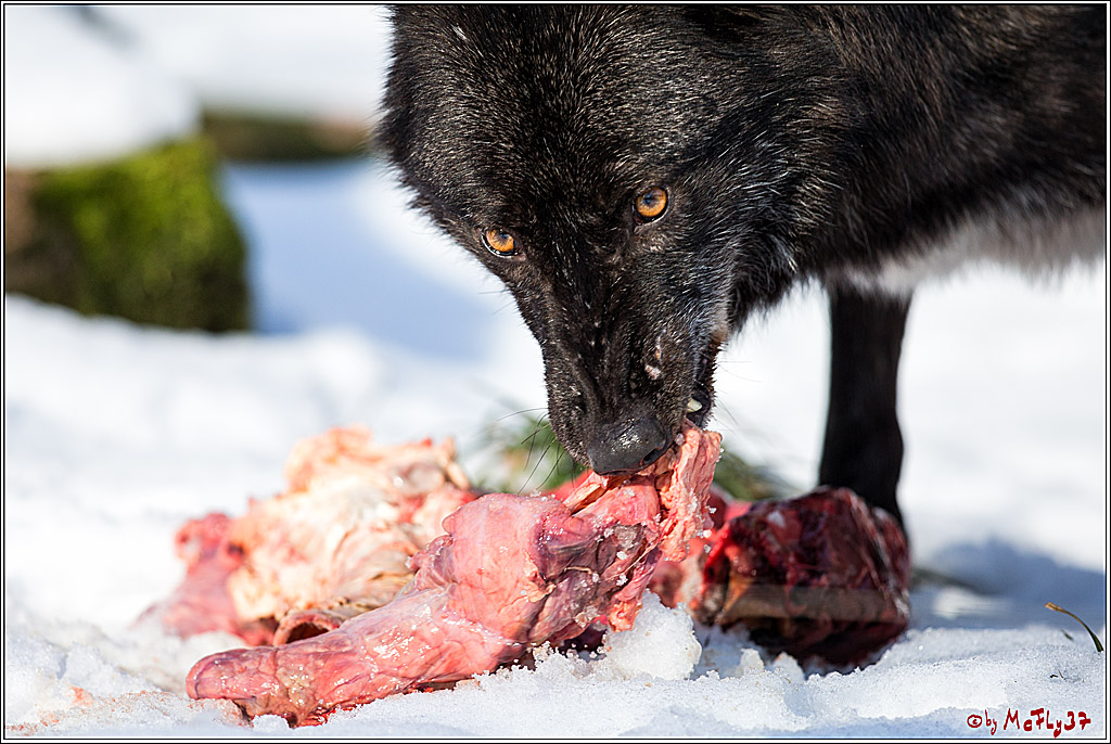 Timberwolf - Polarwolf Kasselburg, 18.02.2018