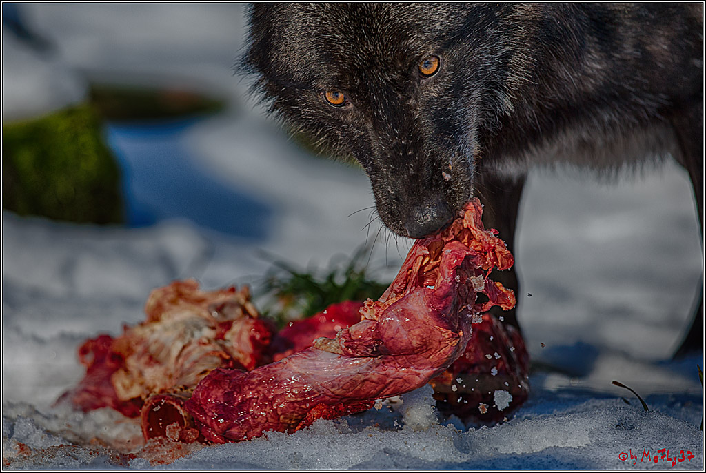 Timberwolf - Polarwolf Kasselburg, 18.02.2018