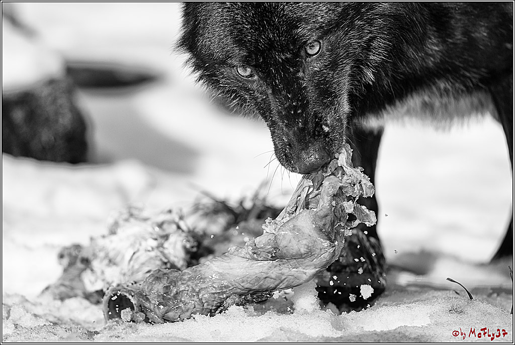 Timberwolf - Polarwolf Kasselburg, 18.02.2018