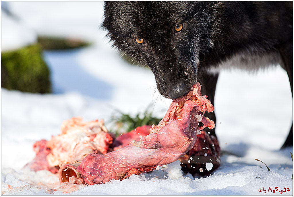 Timberwolf - Polarwolf Kasselburg, 18.02.2018