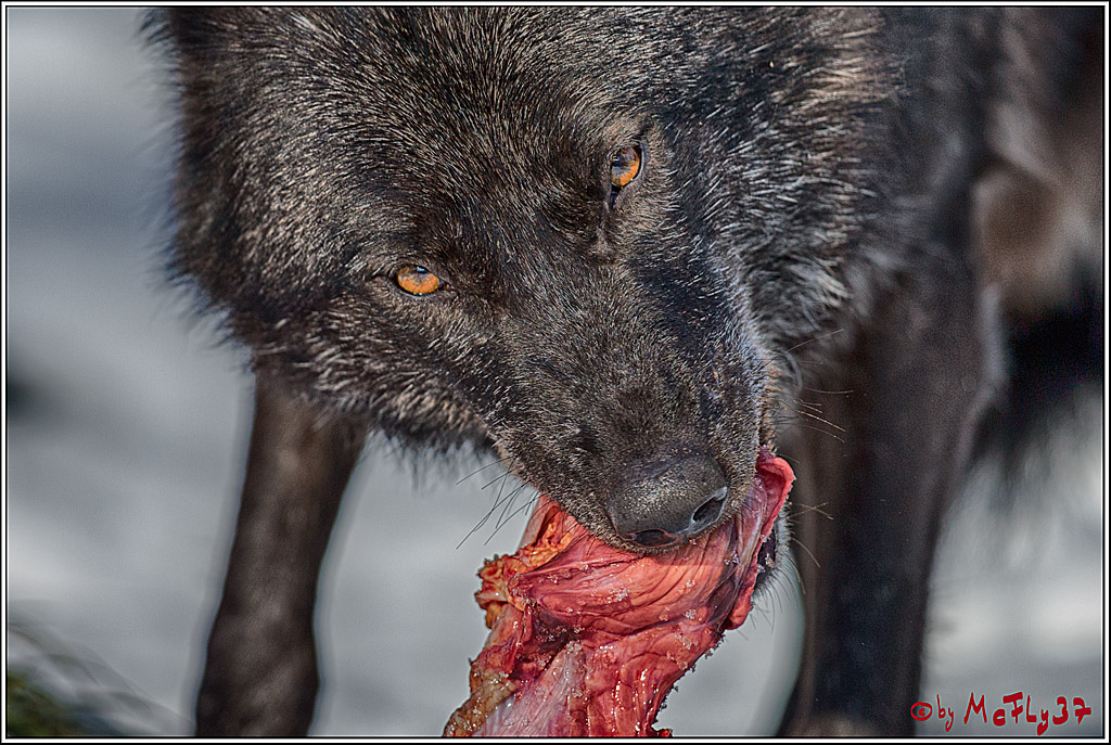 Timberwolf - Polarwolf Kasselburg, 18.02.2018