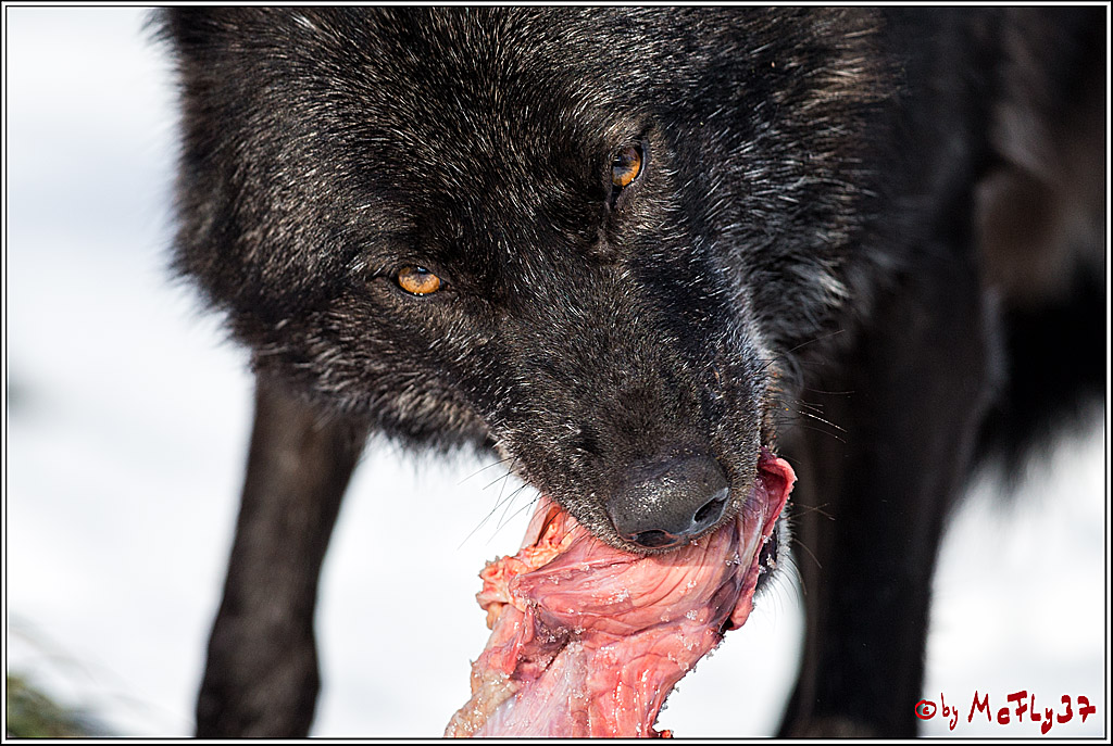 Timberwolf - Polarwolf Kasselburg, 18.02.2018