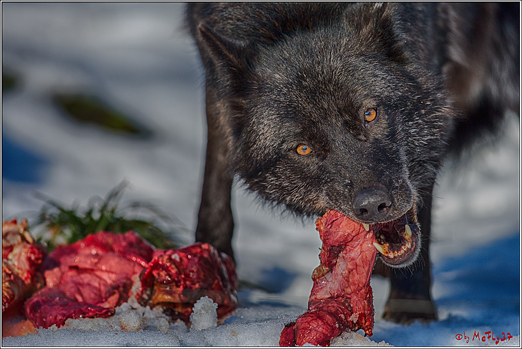 Timberwolf - Polarwolf Kasselburg, 18.02.2018