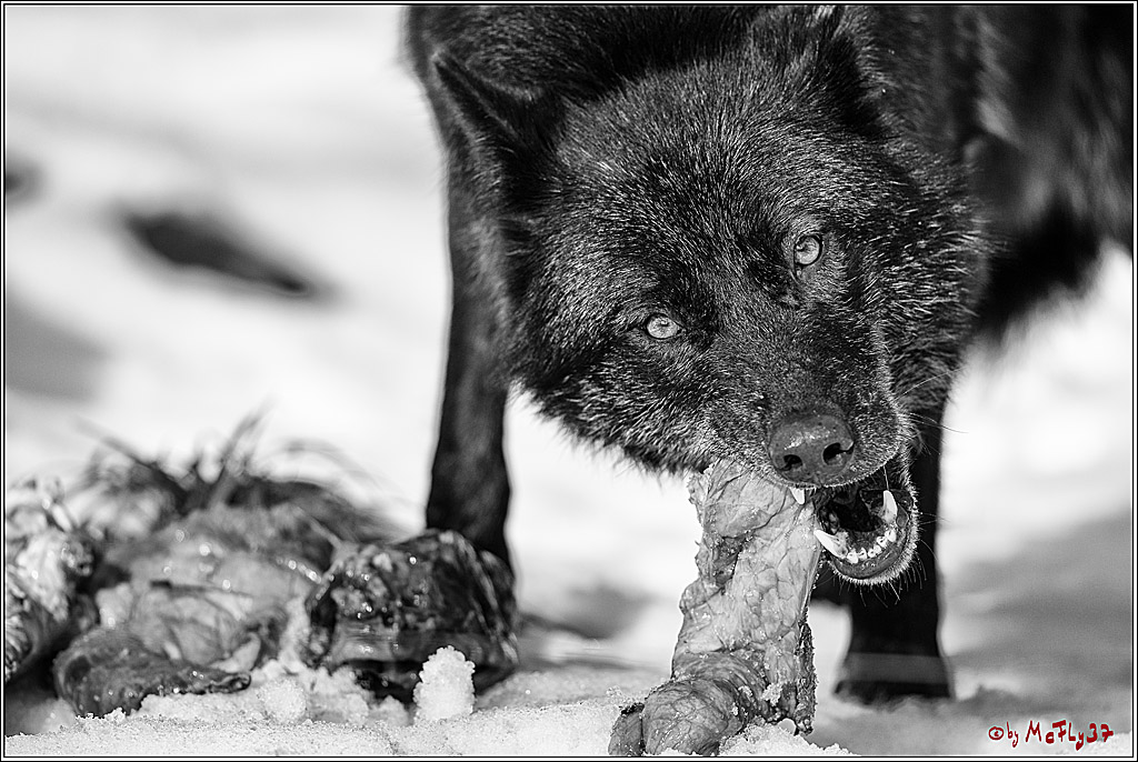 Timberwolf - Polarwolf Kasselburg, 18.02.2018