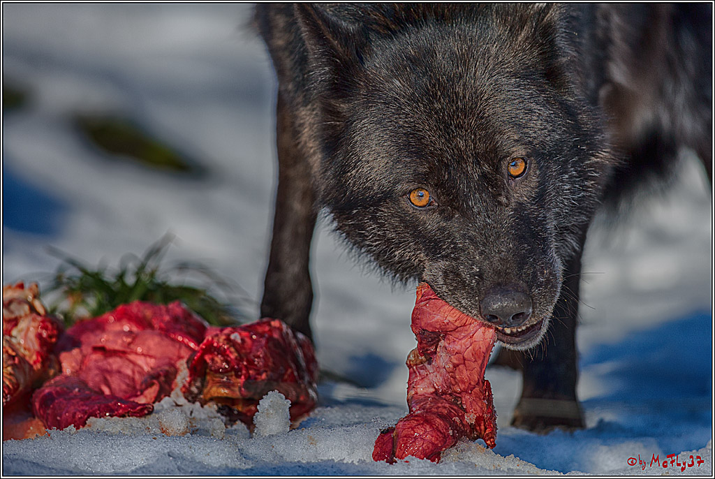 Timberwolf - Polarwolf Kasselburg, 18.02.2018