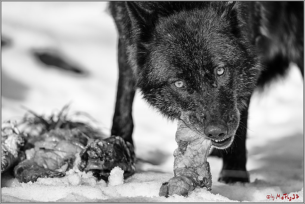 Timberwolf - Polarwolf Kasselburg, 18.02.2018