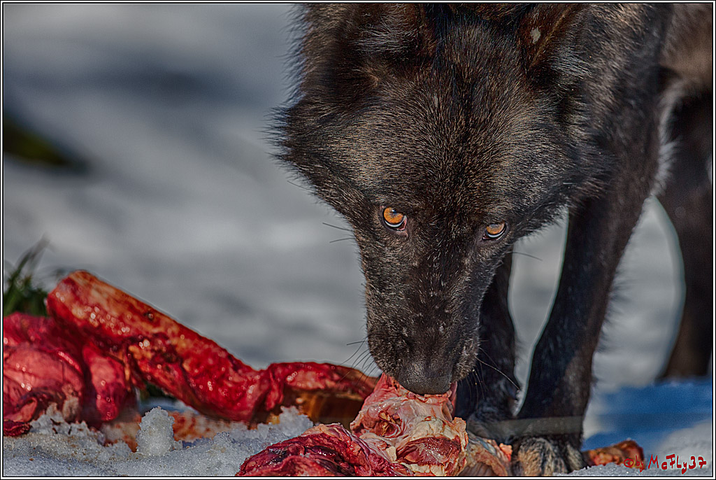 Timberwolf - Polarwolf Kasselburg, 18.02.2018