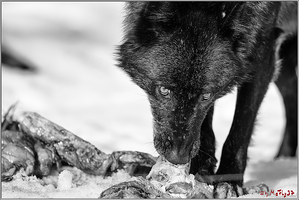 Timberwolf - Polarwolf Kasselburg, 18.02.2018