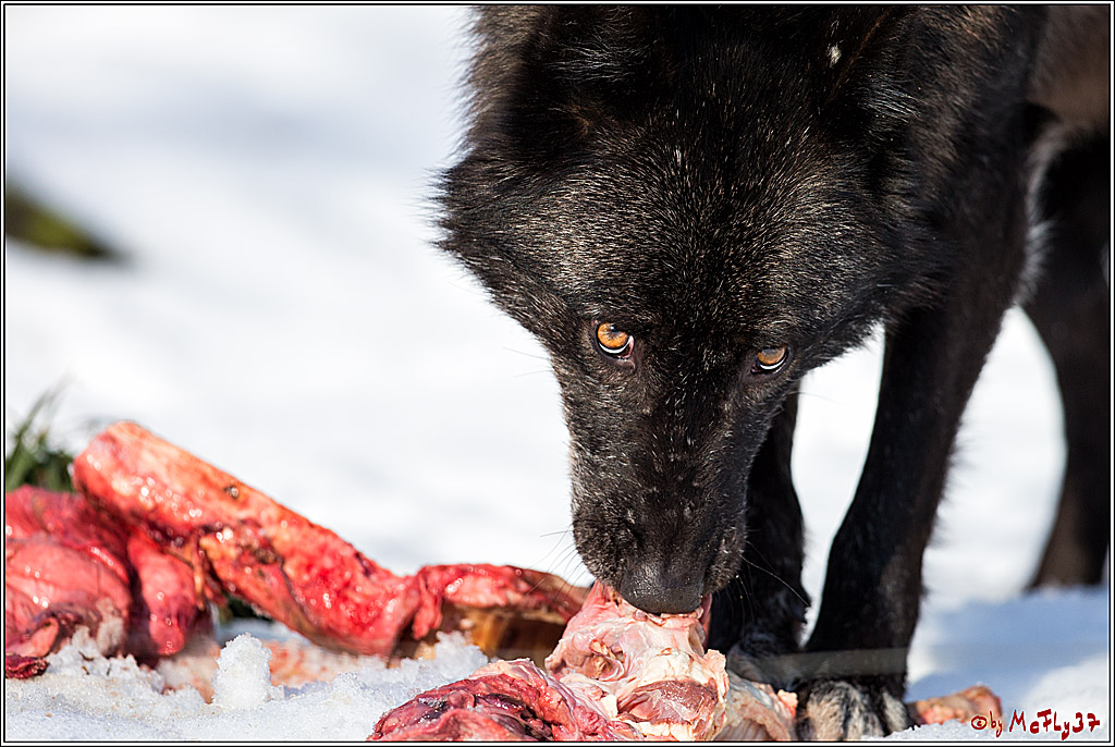 Timberwolf - Polarwolf Kasselburg, 18.02.2018