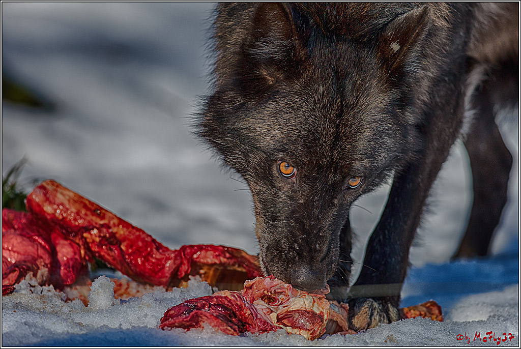 Timberwolf - Polarwolf Kasselburg, 18.02.2018